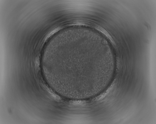 X0000110940826200907101245