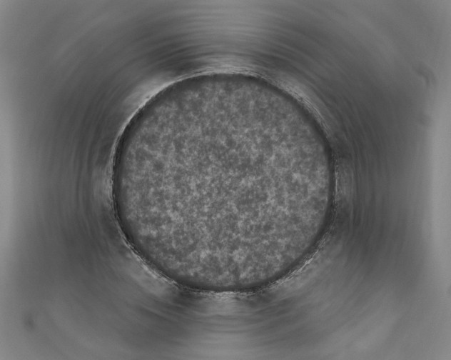 X0000110940828200907101245