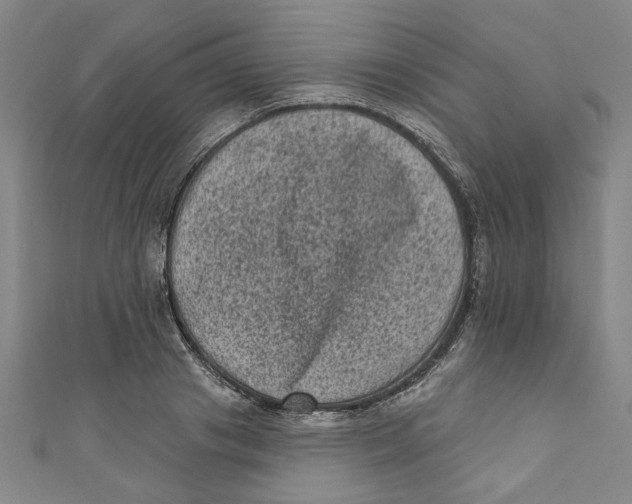 X0000110940841200907101245