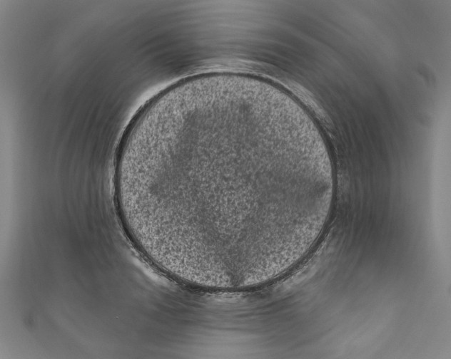 X0000110940846200907101245