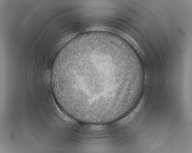 X0000110940849200907101245