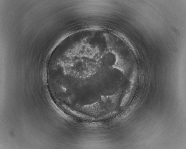 X0000110940851200907101245