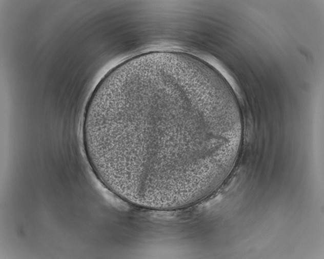 X0000110940861200907101245