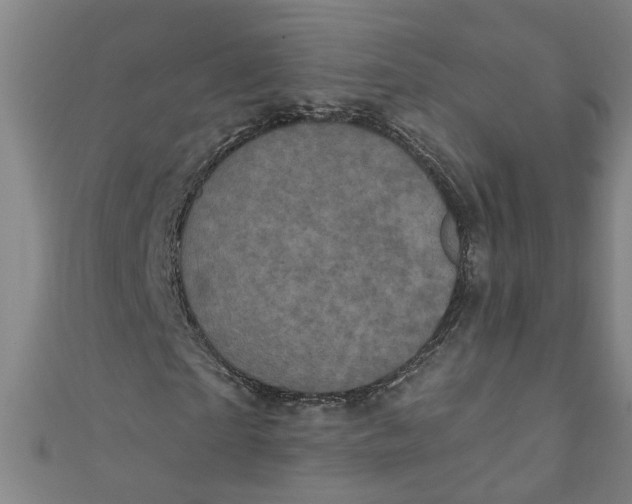 X0000110940865200907101245