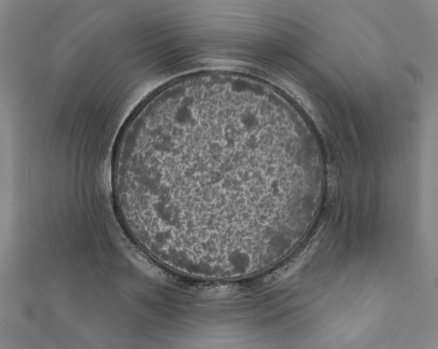 X0000110940891200907101244