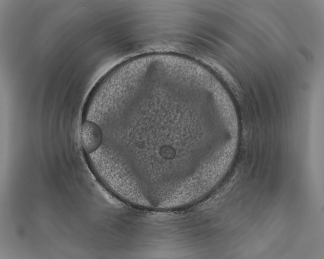 X0000110940894200907101244