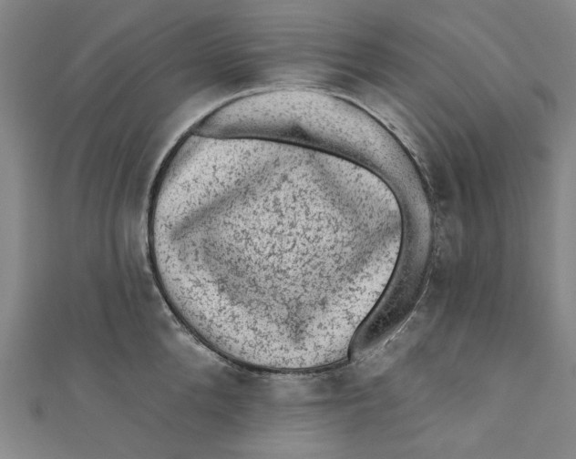 X0000110940904200907101244