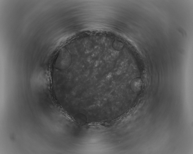 X0000110940918200907101244