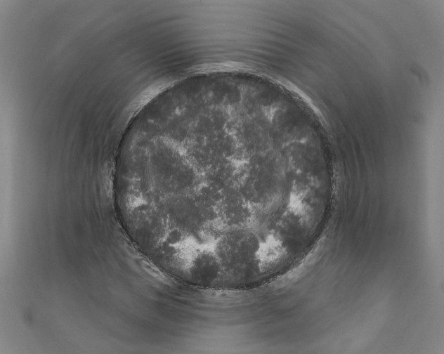 X0000110940921200907101244