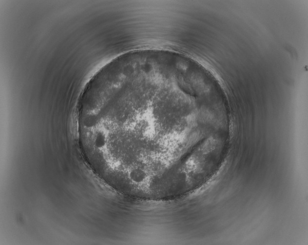 X0000110940925200907101244