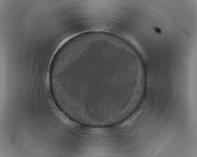 X0000110940932200907101244