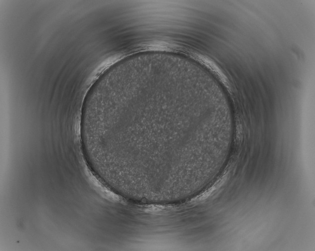 X0000110940938200907101244