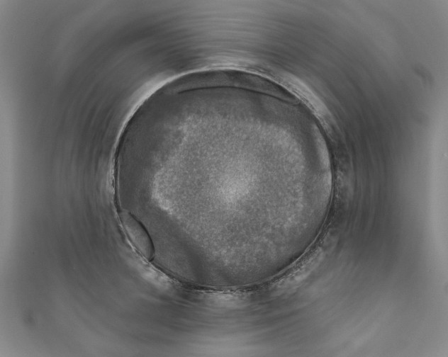 X0000110940948200907101244