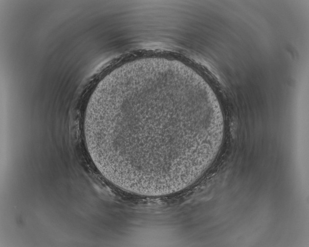 X0000110940968200907101243