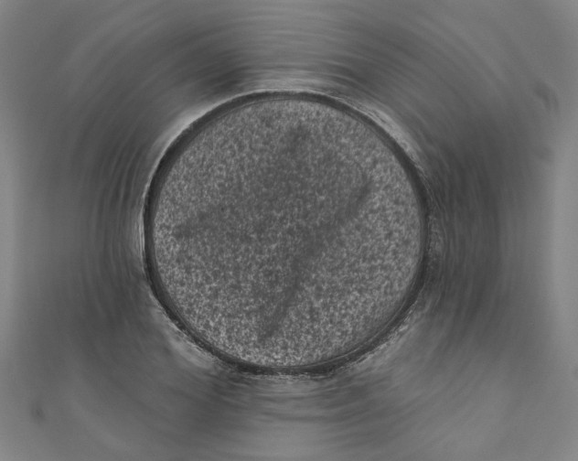 X0000110940980200907101243