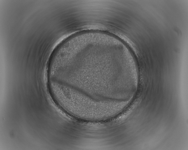 X0000110940983200907101243