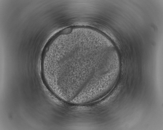 X0000110940984200907101243