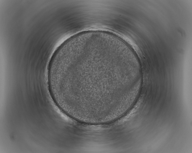 X0000110940990200907101243