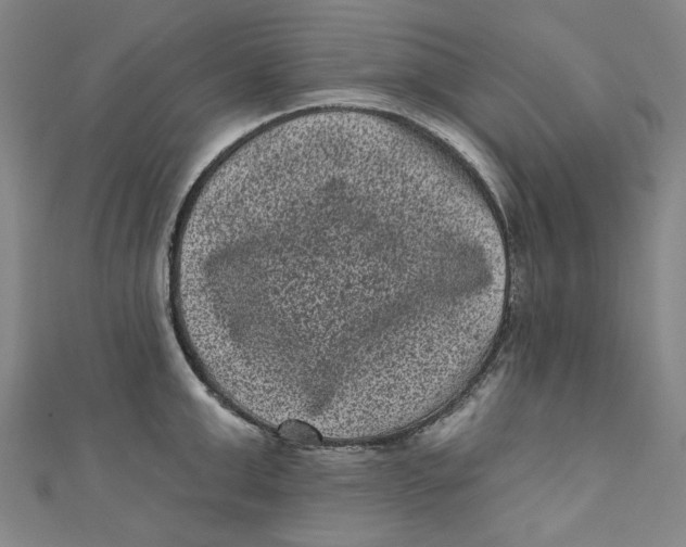 X0000110940999200907101243