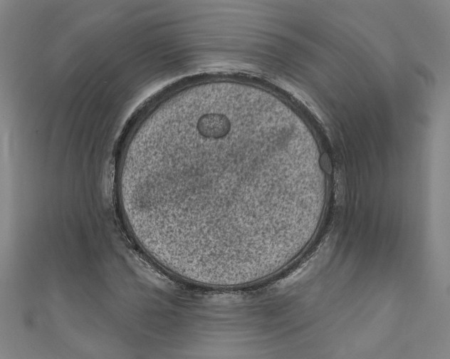 X0000110941021200907101242