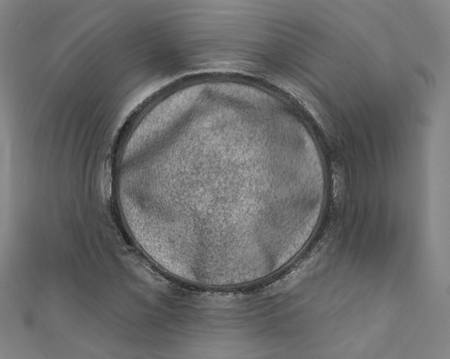 X0000110941069200907101242