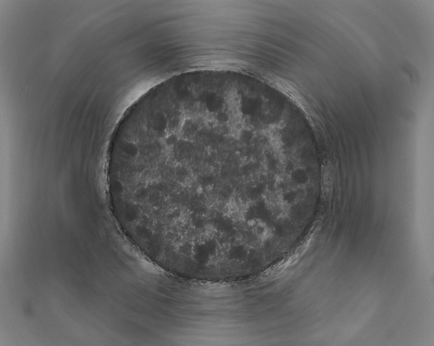 X0000110941071200907101242