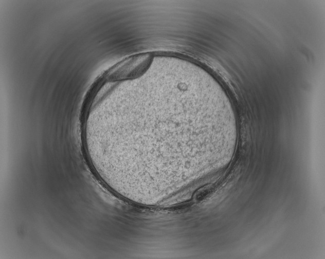 X0000110941072200907101242