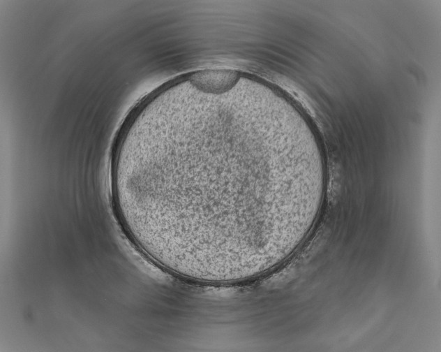 X0000110941080200907101242