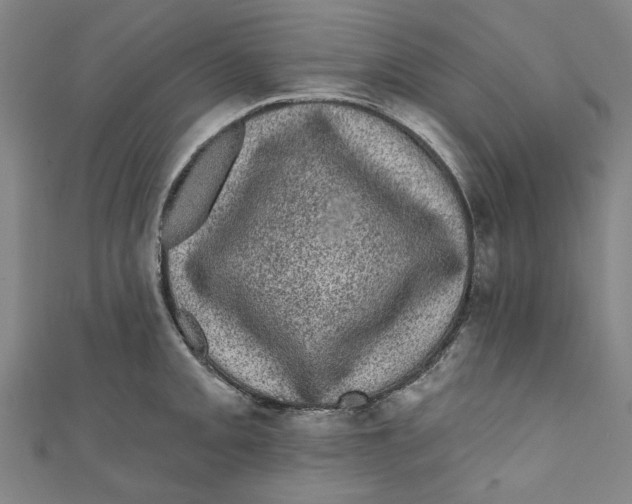 X0000110941093200907101242