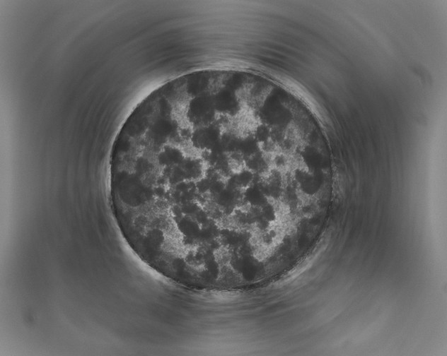 X0000110941095200907101242