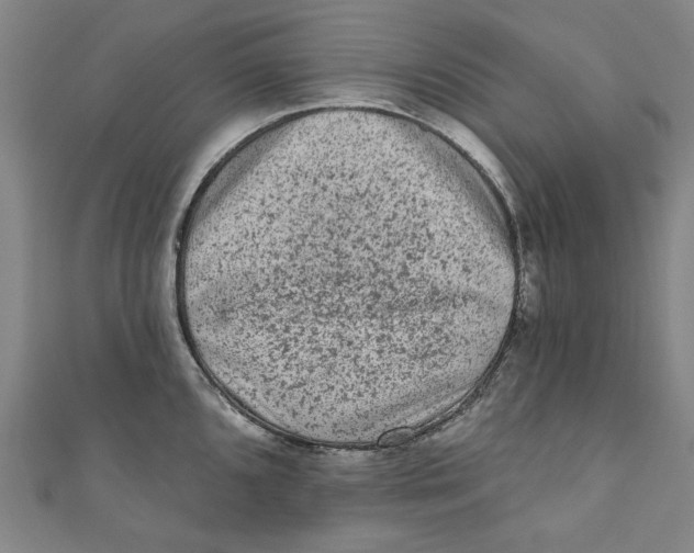 X0000110941096200907101242