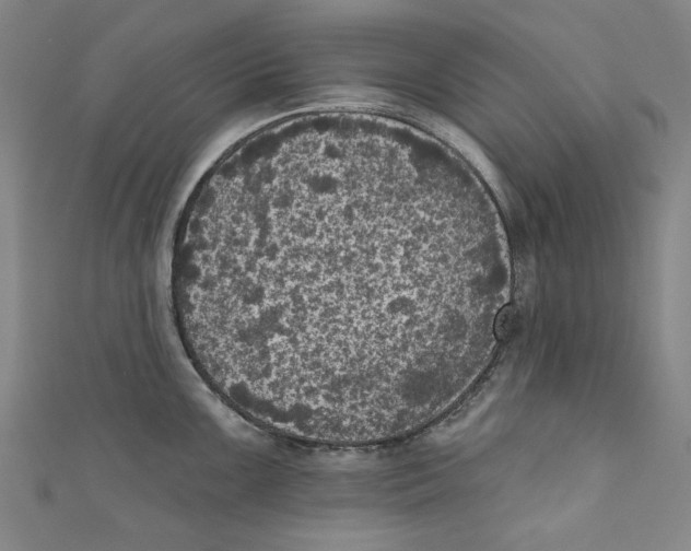 X0000110941099200907101242