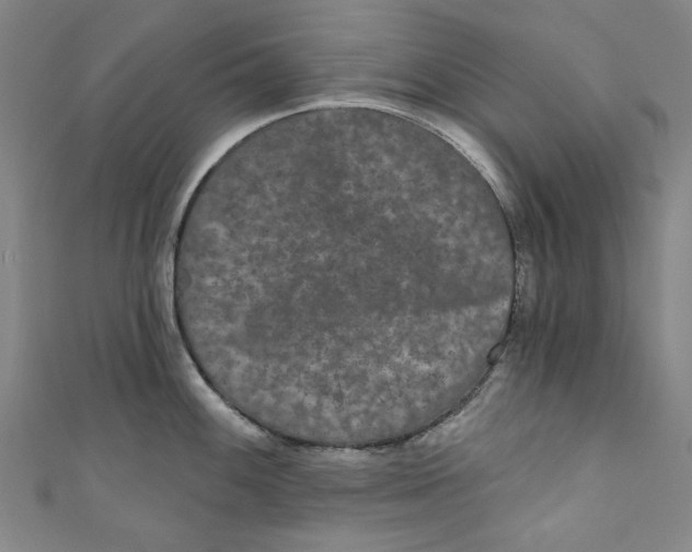 X0000110941100200907101242