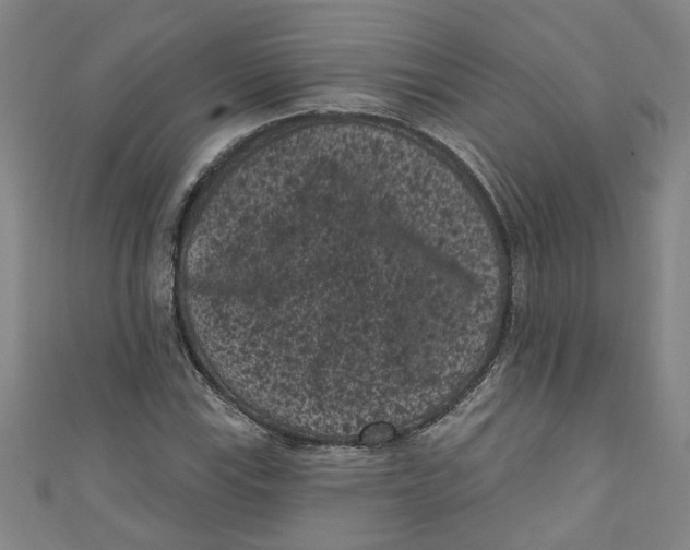 X0000110941115200907101241