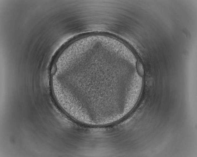 X0000110941118200907101241