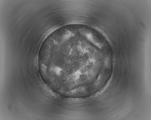 X0000110941121200907101241