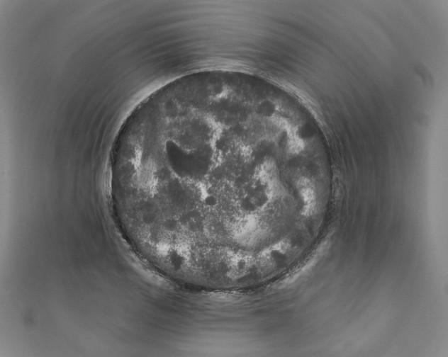 X0000110941125200907101241