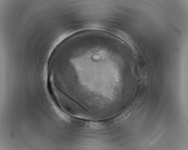 X0000110941128200907101241