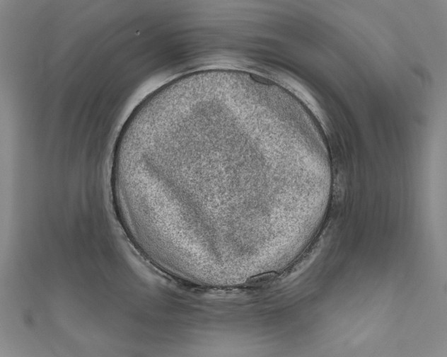 X0000110941146200907101242