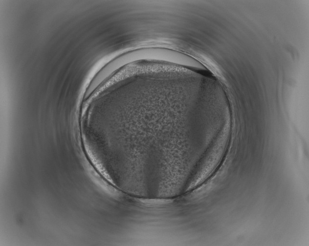 X0000110941200200907101240