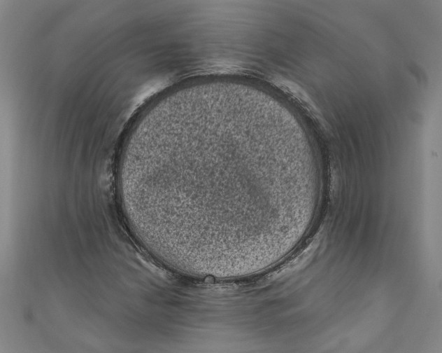 X0000110941210200907101240