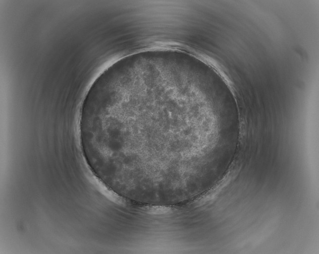 X0000110941235200907101240