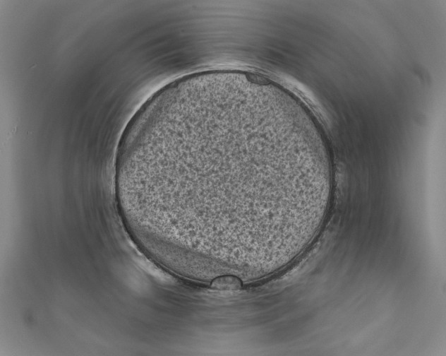 X0000110941236200907101240