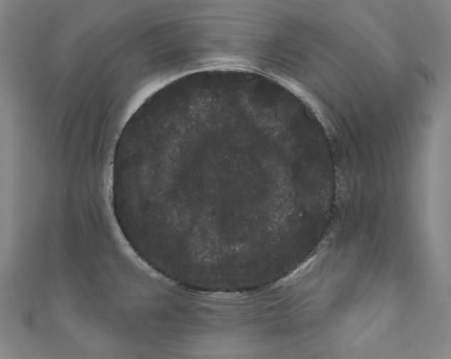 X0000110941383200907101238