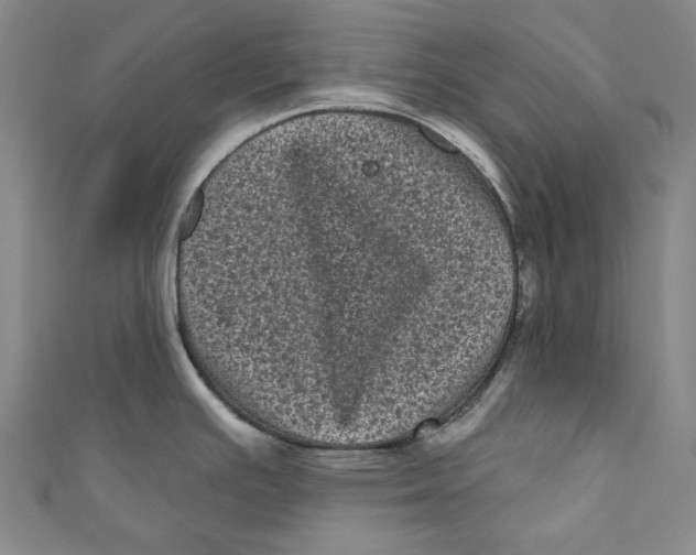 X0000110941391200907101238