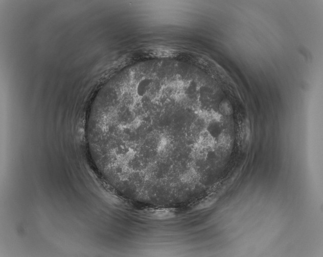 X0000110940553200907171610