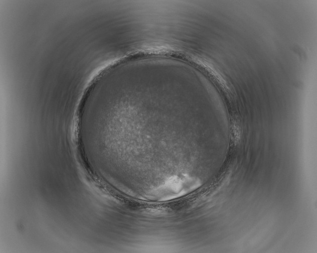 X0000110940583200907171610