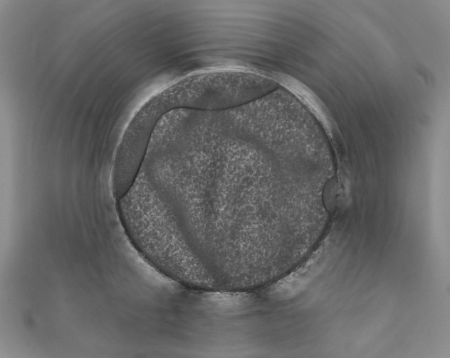 X0000110940805200907171607