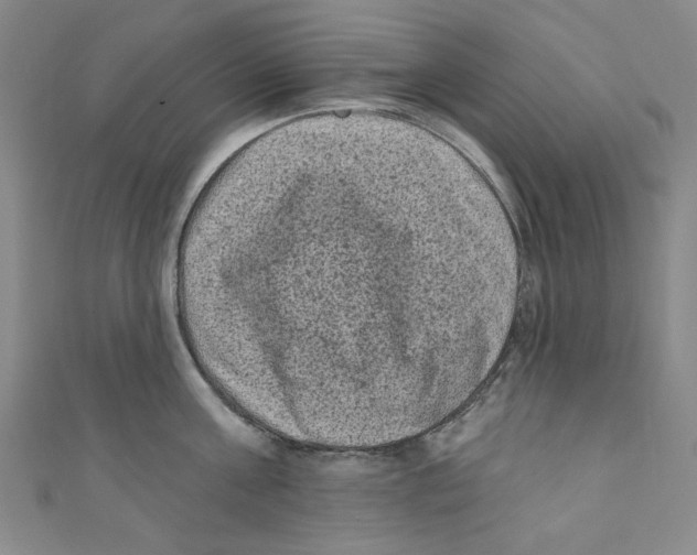X0000110940811200907171606