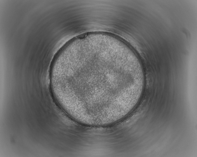 X0000110940885200907171606